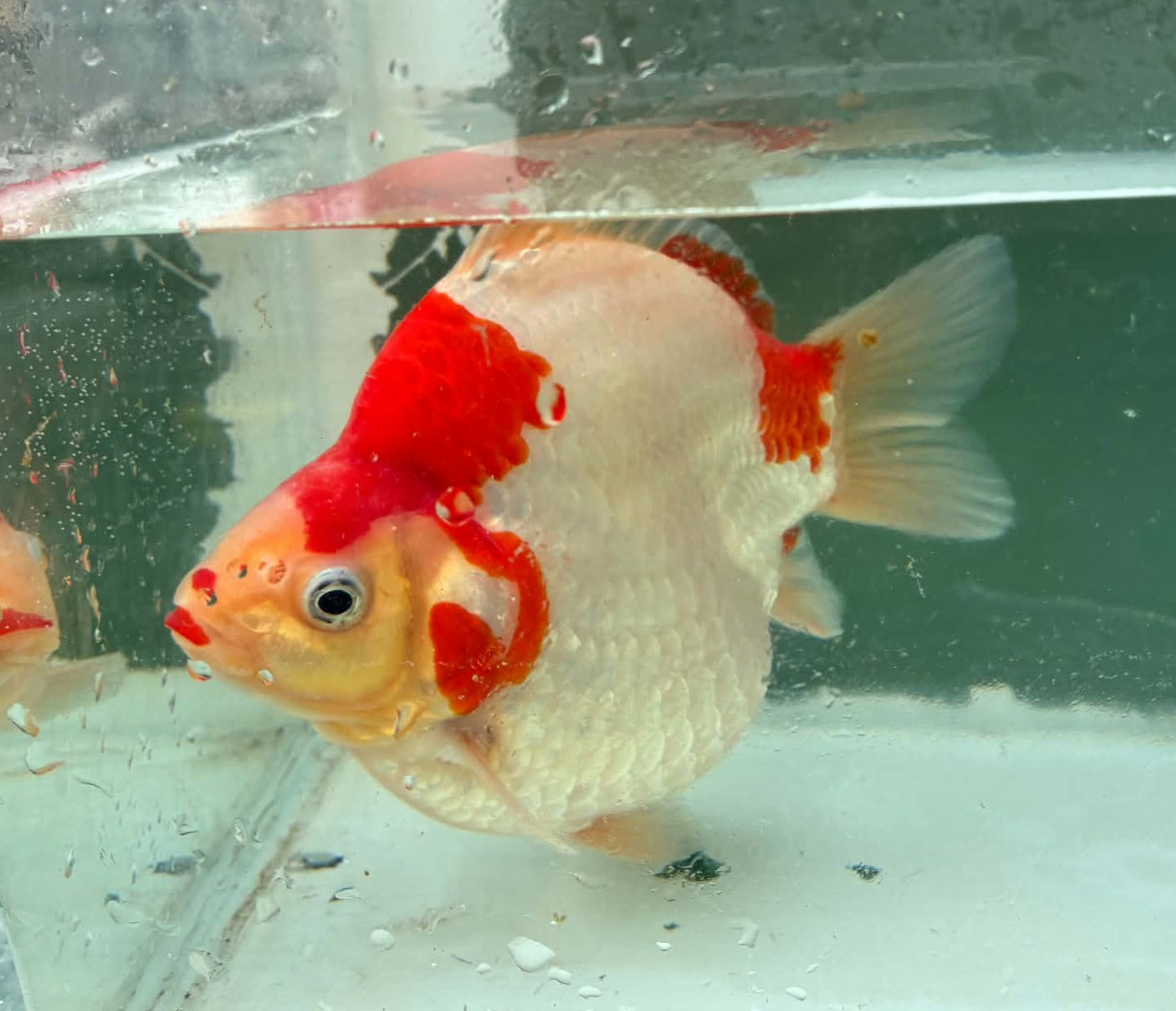 Super Red White Tamasaba 1 year Old D