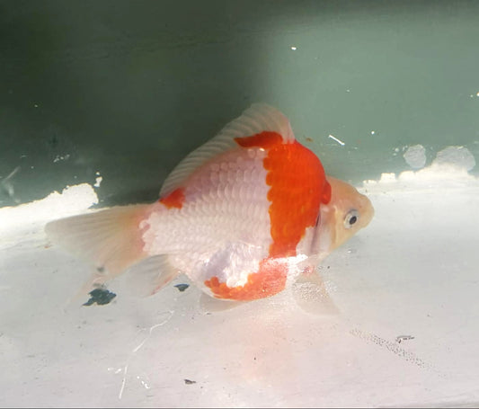 Jumbo Tamasaba Goldfish M