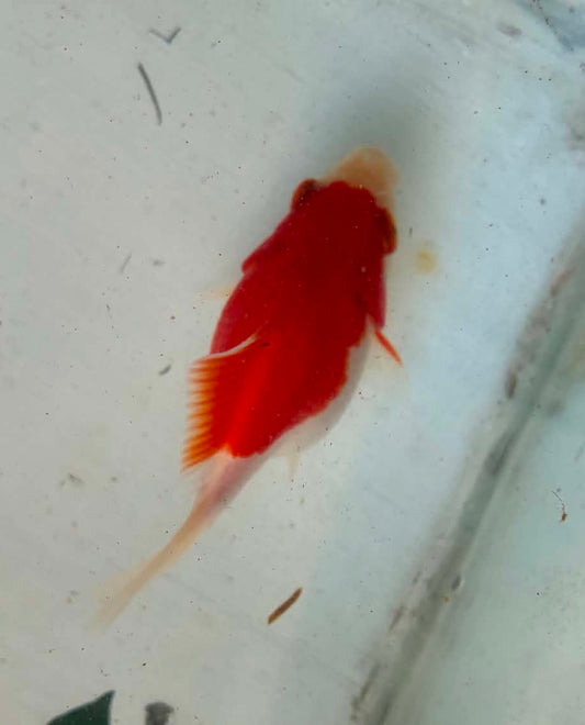 Tosai Tamasaba 1 Yr Old H