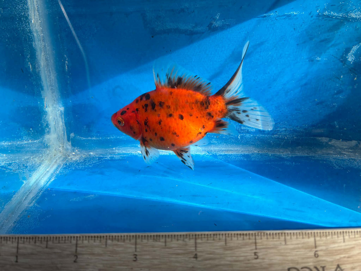 Calico Tamasaba Goldfish 3-4 Inch G