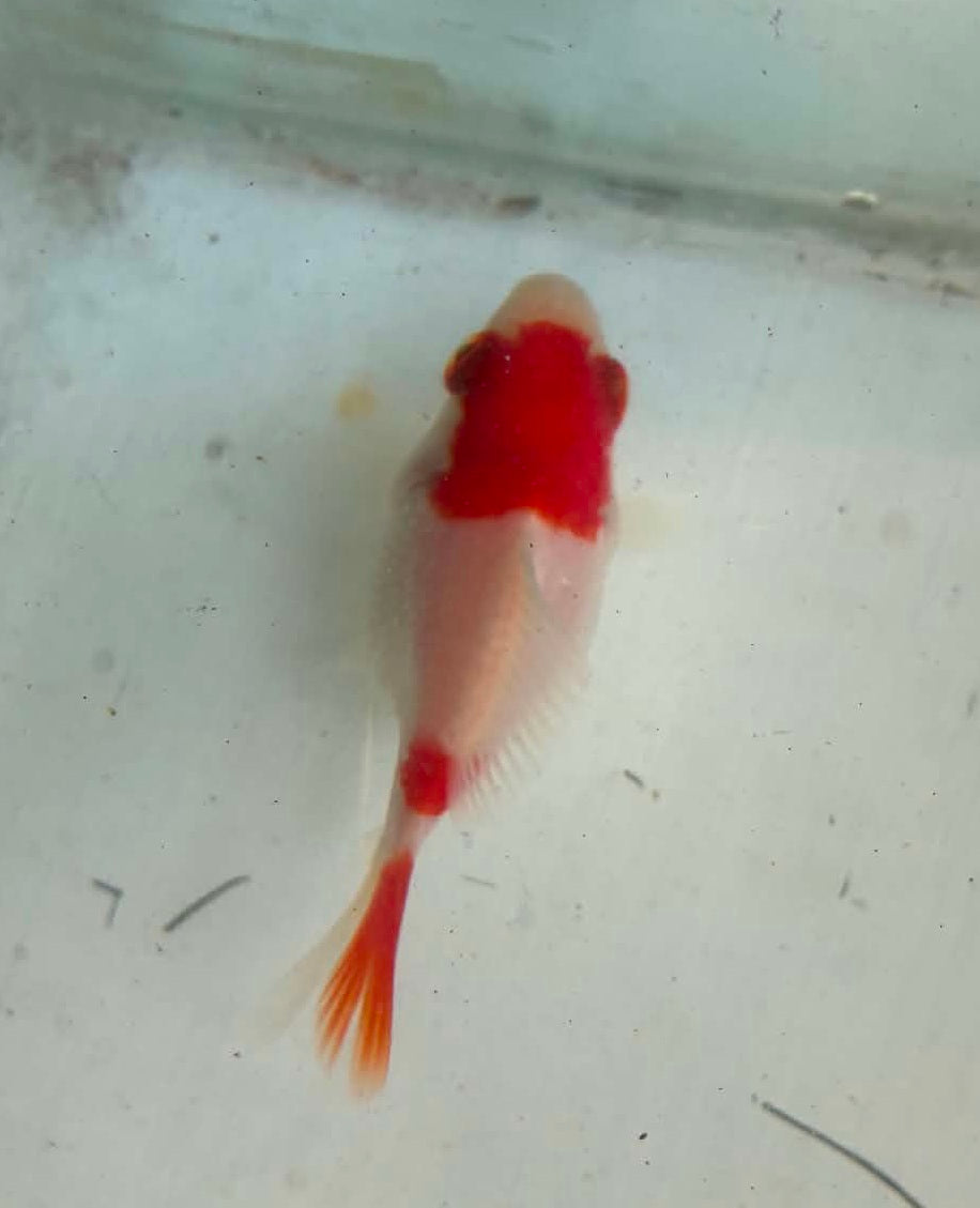 Tosai Tamasaba 1 Yr Old O