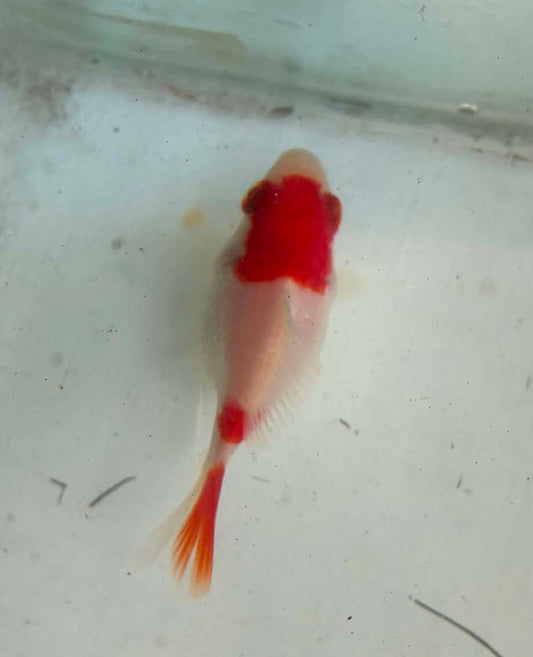 Tosai Tamasaba 1 Yr Old O