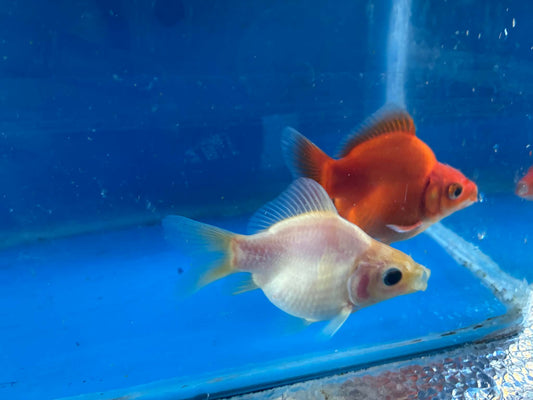 2 Red White Tamasaba Goldfish 3-4 Inch K