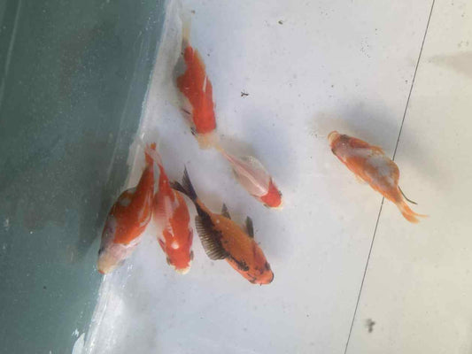 6 Months Old Red/White Tamasaba B