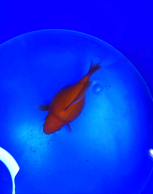 Jumbo Tamasaba Goldfish batch 2 3-4 inch H