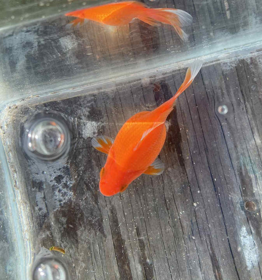 Red White Tamasaba Goldfish L