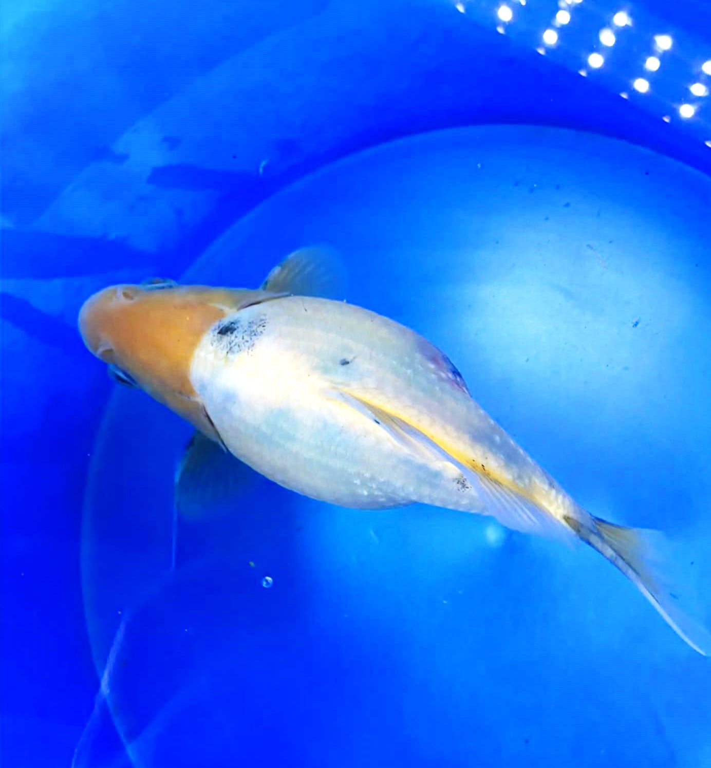 Male Tri-Colors Tamasaba 5-6 in N