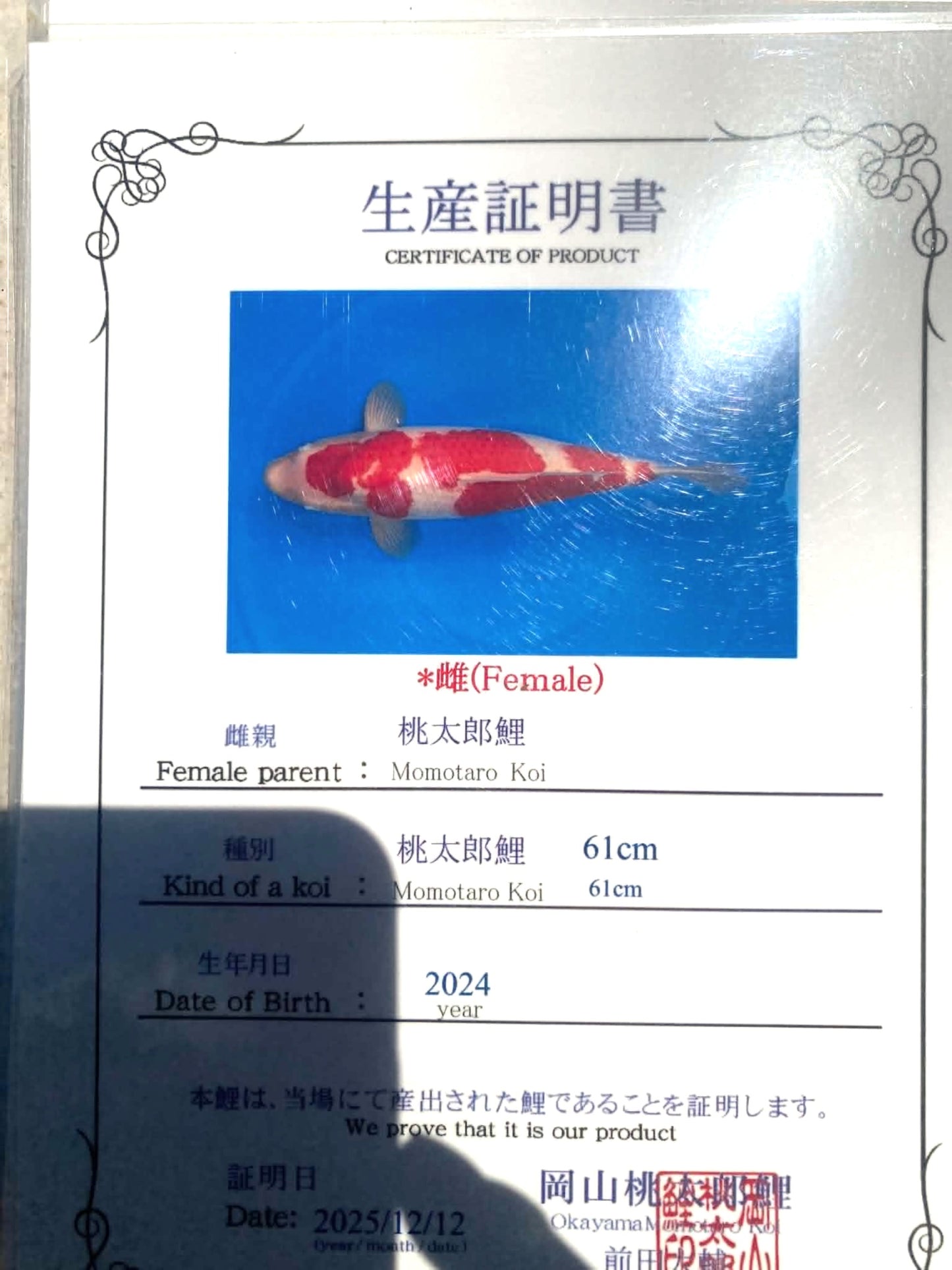 CERTIFIED MONOTARO KOHAKU FEMALE Nisai>Sansai 61cm
