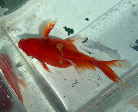 Red White Tamasaba 1 Year Old N