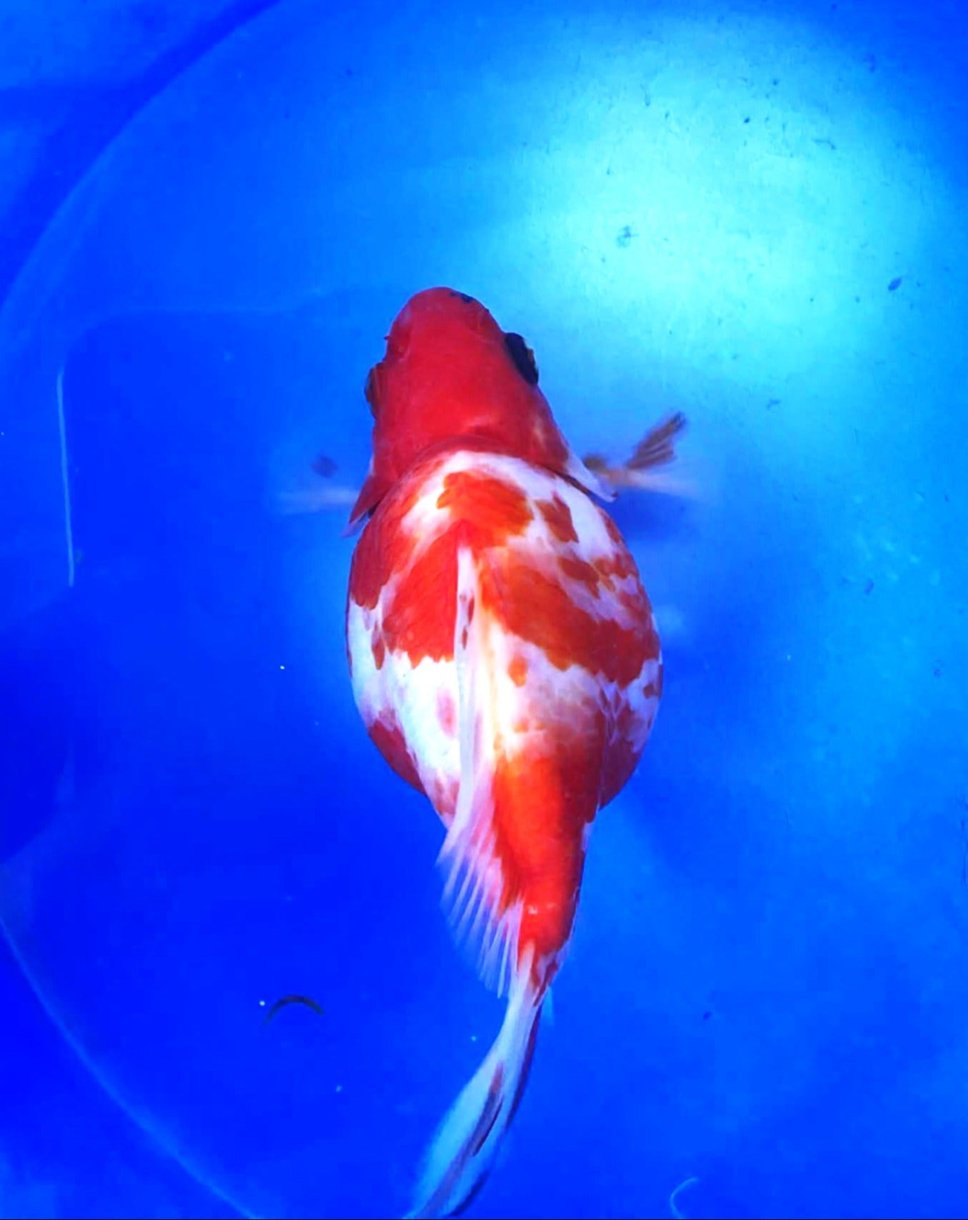 Tri-Colors Tamasaba 5-6 in M O