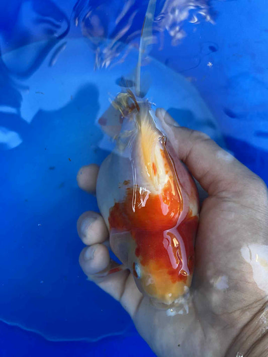 Hydrid Ryukin Goldfish A