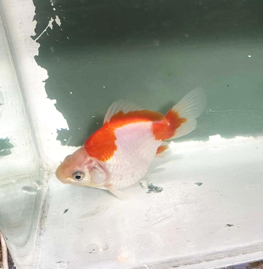 Jumbo Tamasaba Goldfish L