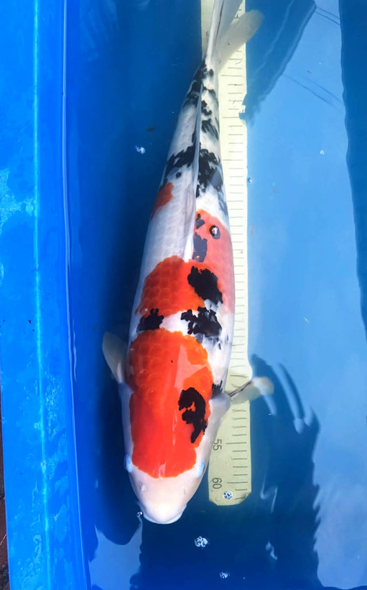 Izumiya Sanke 2-3 Years Male 22 inch