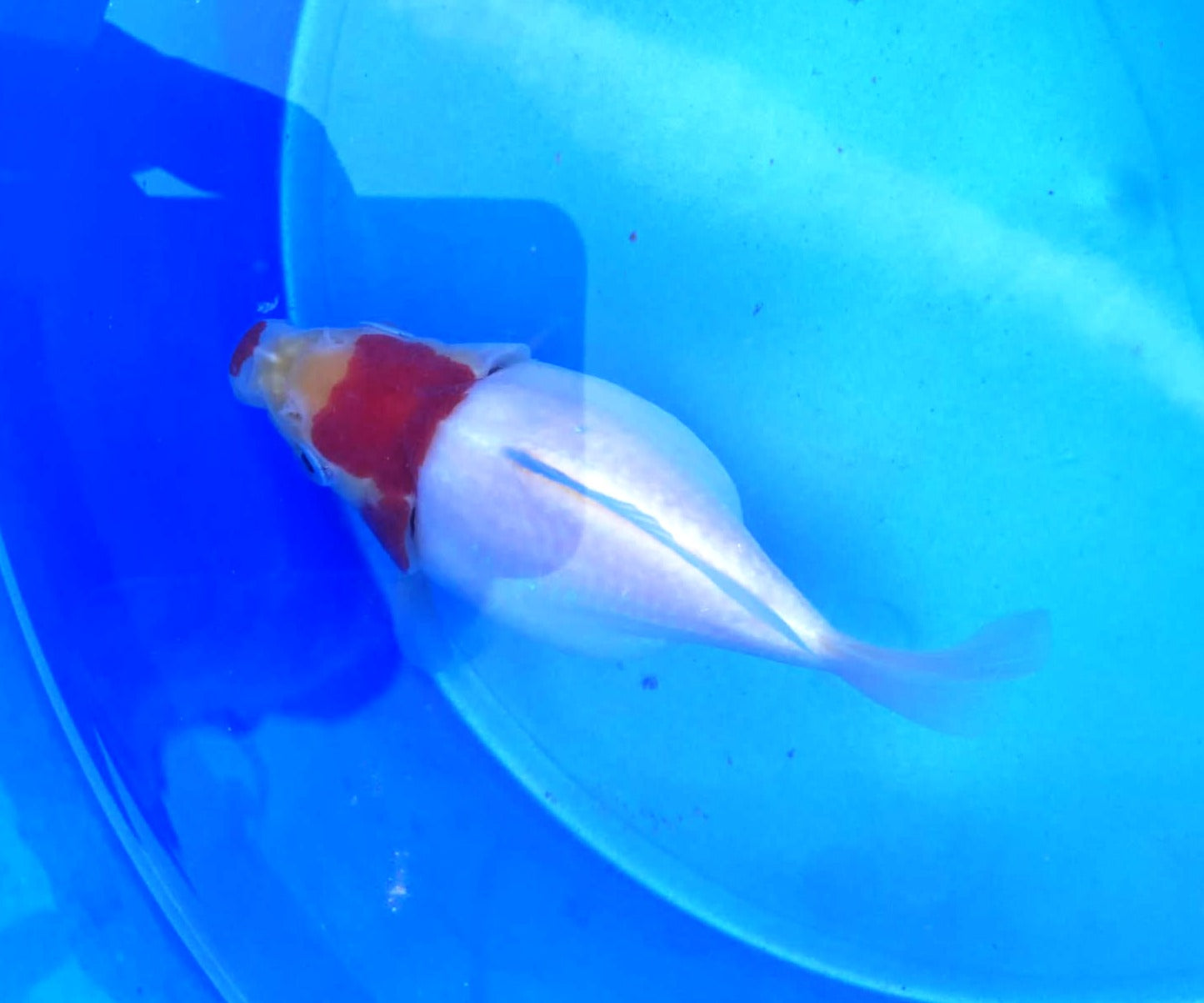 Jumbo Tamasaba Goldfish C