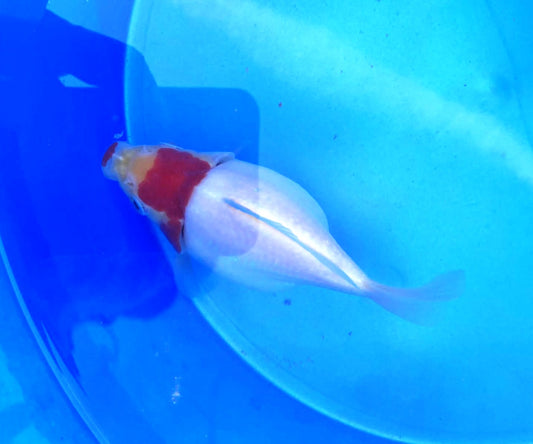 Jumbo Tamasaba Goldfish C