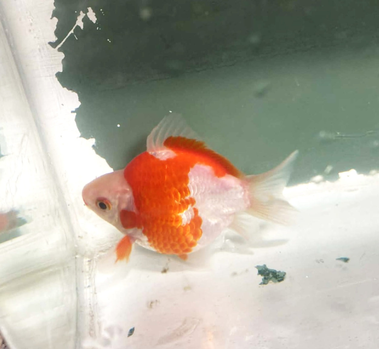 Jumbo Tamasaba Goldfish N