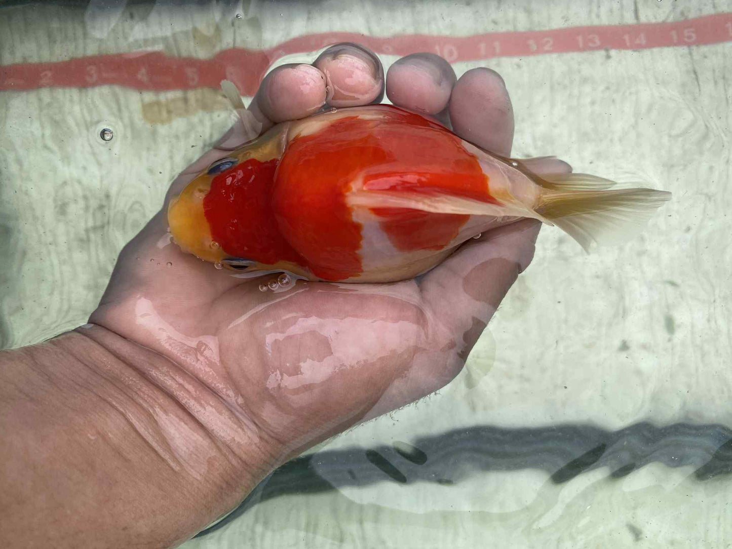 NND 2-3 Years Old Red/White Tamasaba 5-6 in D