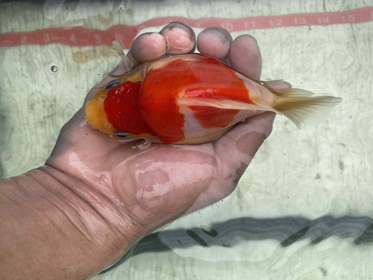 NND 2-3 Years Old Red/White Tamasaba 5-6 in D