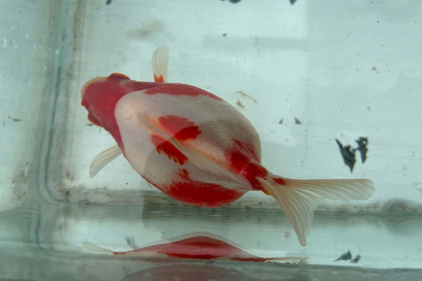 Super Red White Tosai Tamasaba 1 Yr Old L