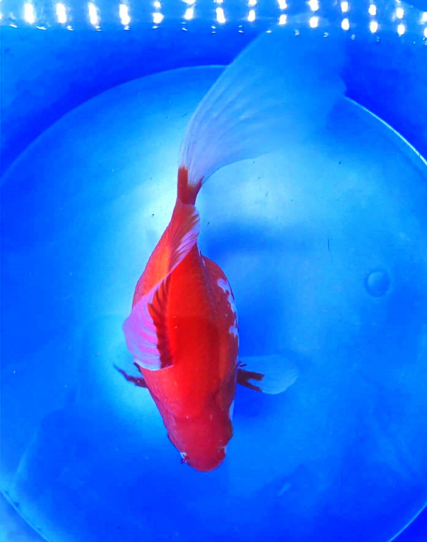 HQ Red/White Tamasaba 5-6 in Male K