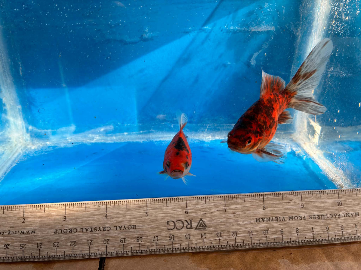 2 Calico Tamasaba Goldfish 3-4 Inch D