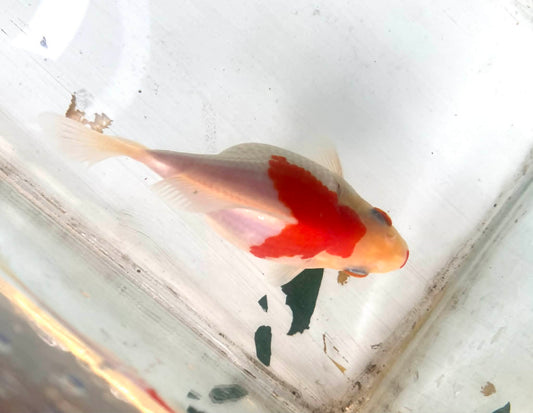Red/white Tamasaba Goldfish K