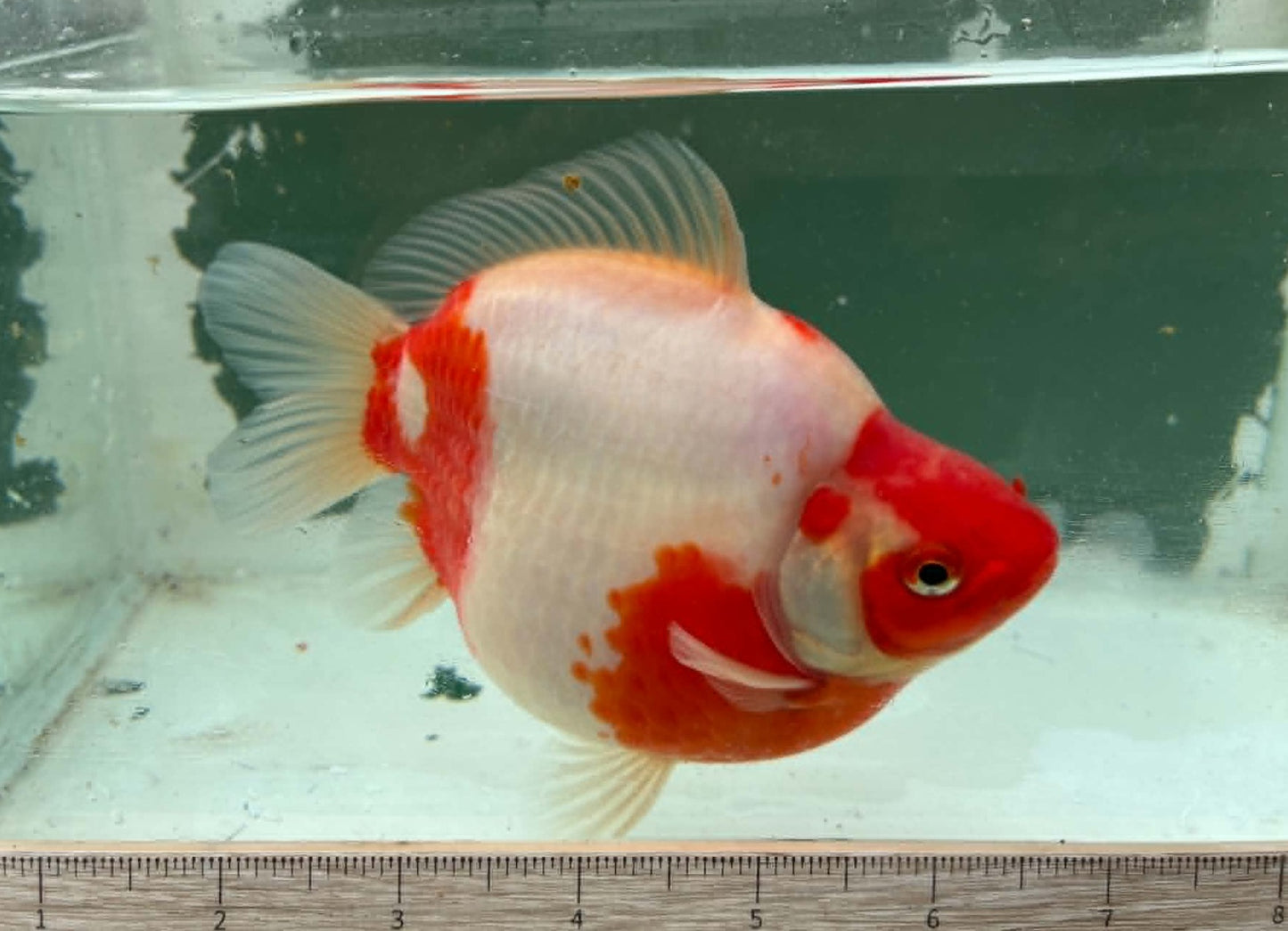 Super Red White Tosai Tamasaba 1 Yr Old G Female