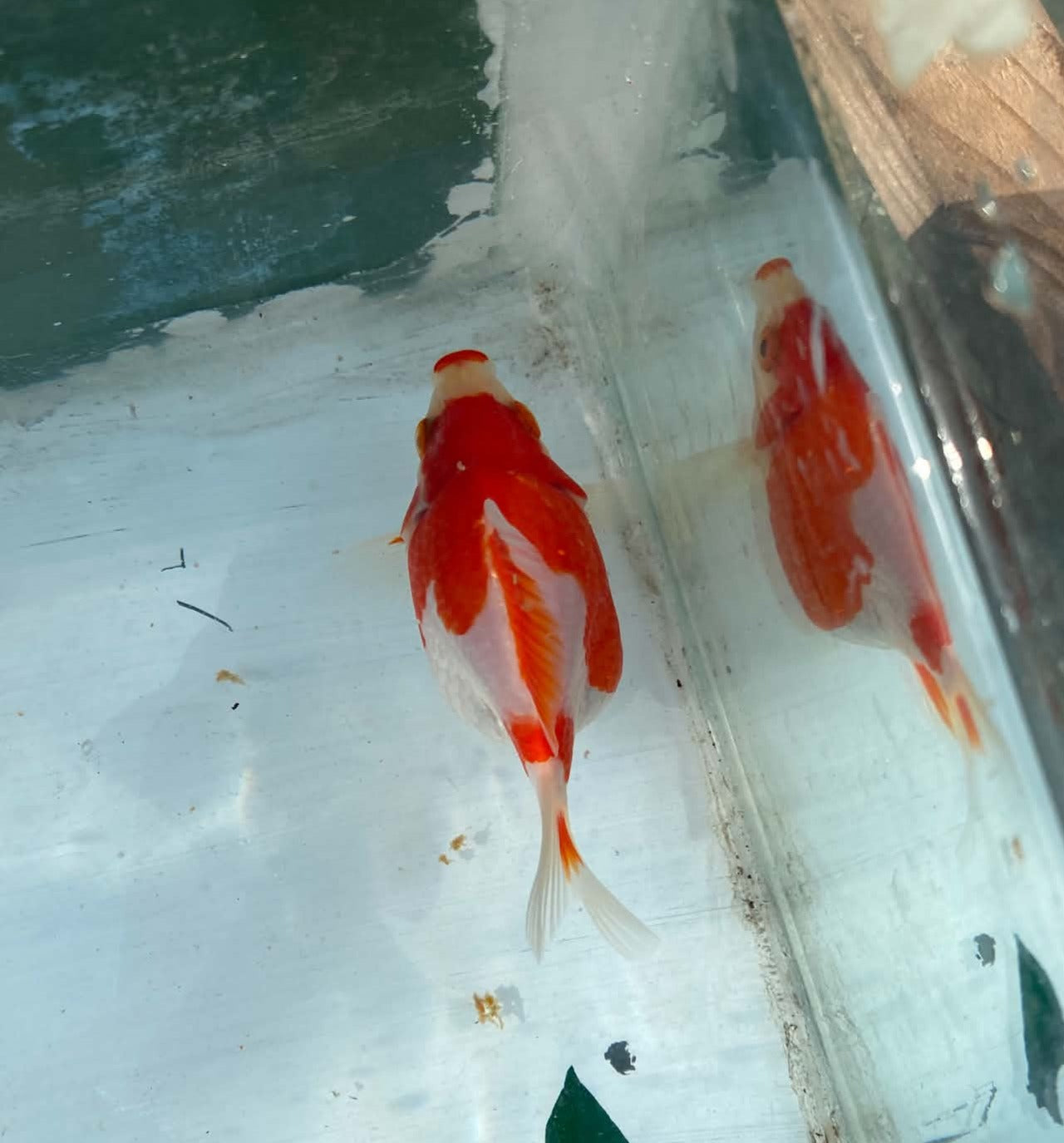 Jumbo Tamasaba 1 Year Old C