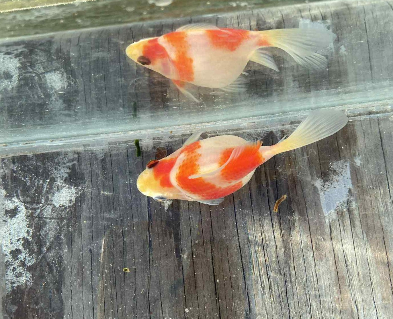 Red White Tamasaba Goldfish I