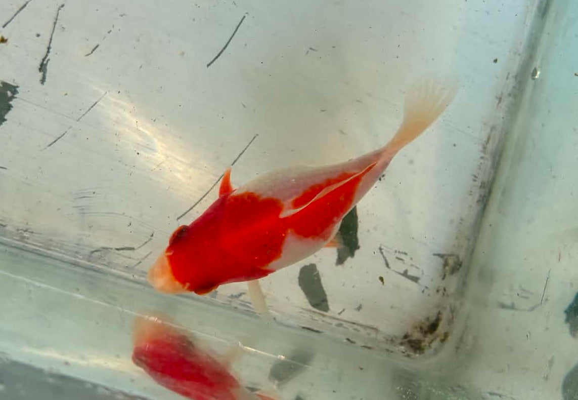 Tosai Tamasaba 1 Yr Old G