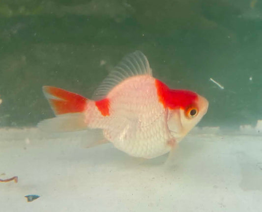 Tosai Tamasaba 1 Yr Old O