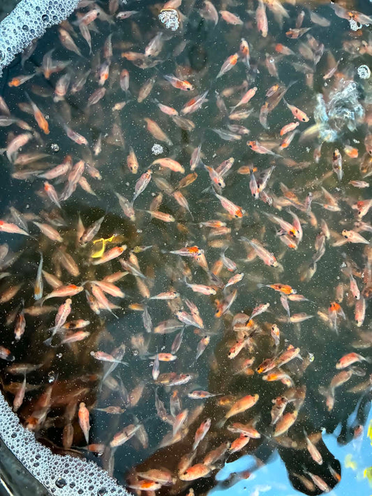 70 Tricolor Baby Tamasaba Goldfish