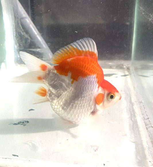 Jumbo Tamasaba Goldfish J