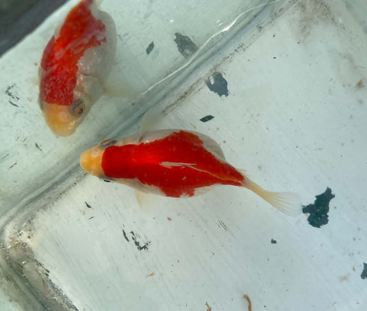 Red White Tamasaba 1 Year Old K