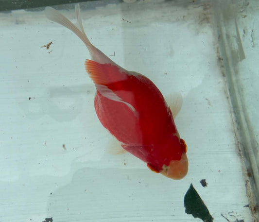 Red White Tosai Tamasaba 1 Yr Old M