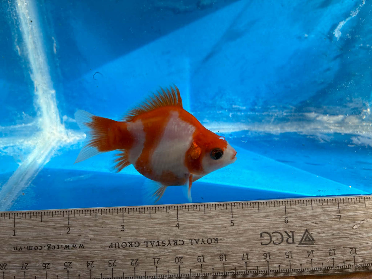 Red White Tamasaba Goldfish 3-4 Inch J