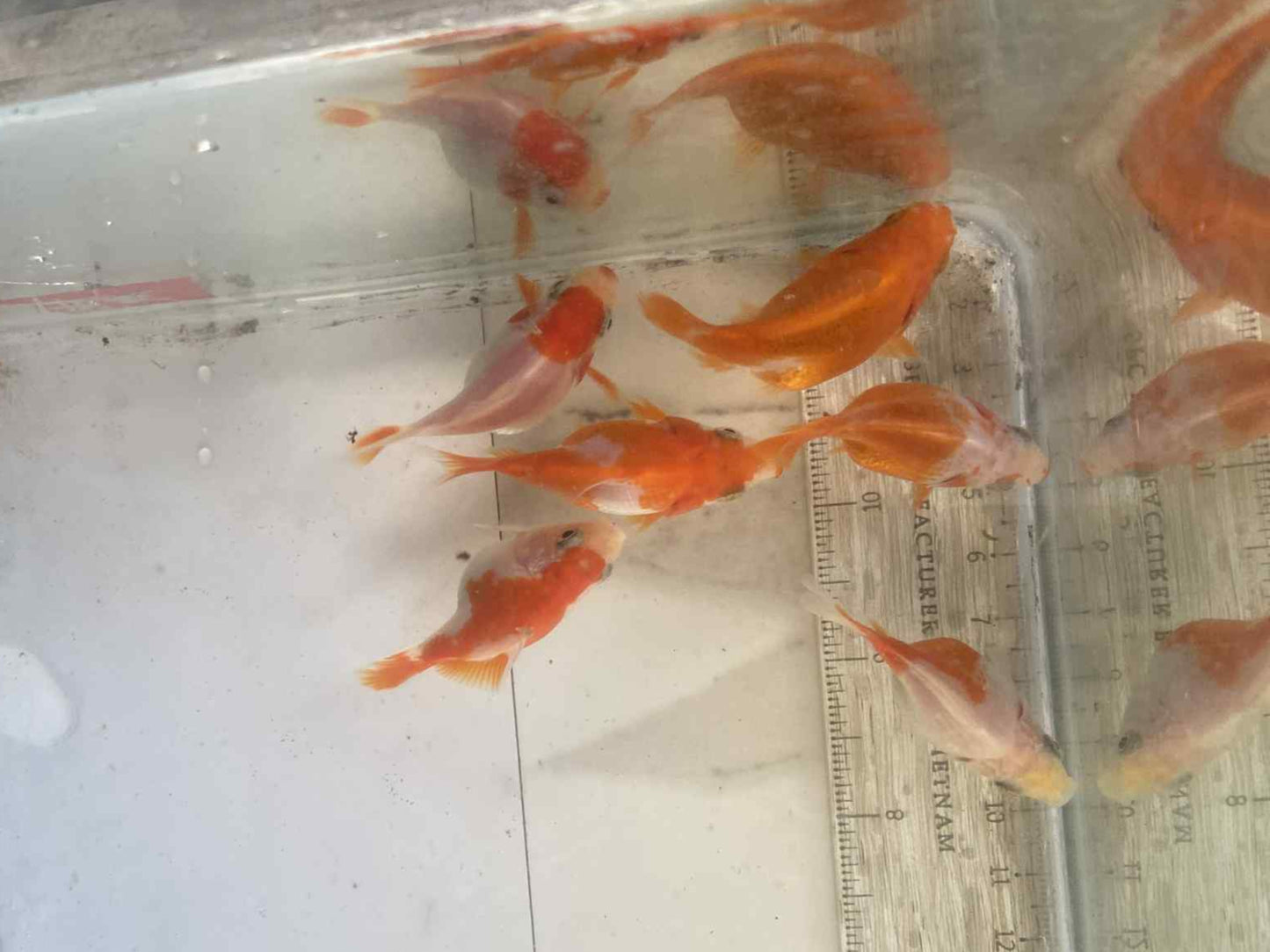 6 Months Old Red/White Tamasaba E