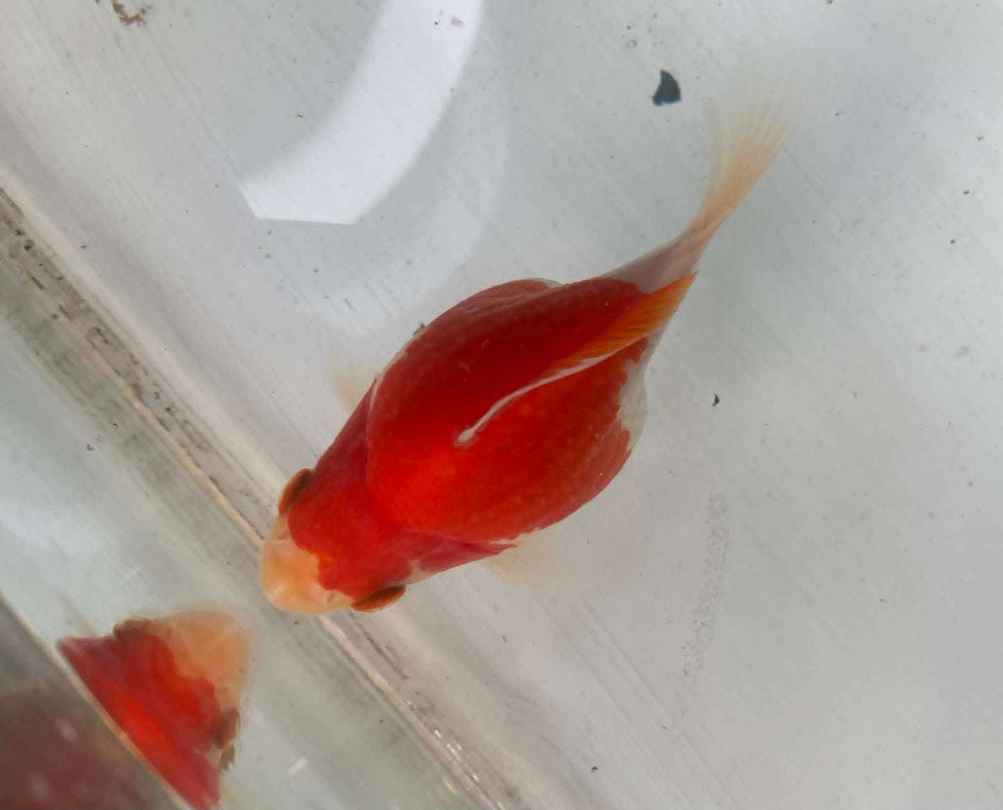 Red/white Tamasaba Goldfish M