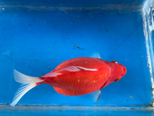 Beni (Red) Tamasaba Goldfish 6-7 Inch