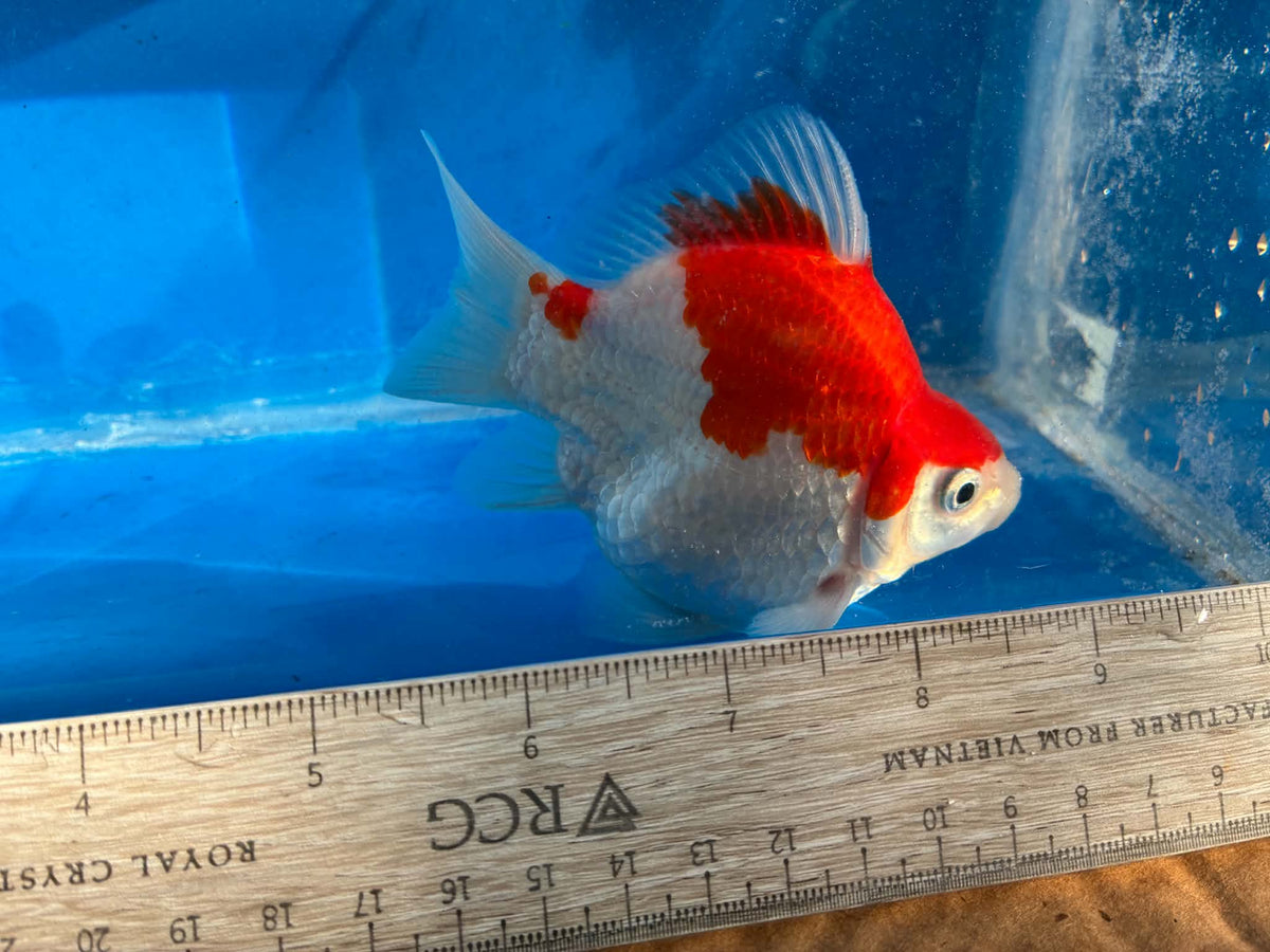 Red White Tamasaba Goldfish 4-5 Inc C