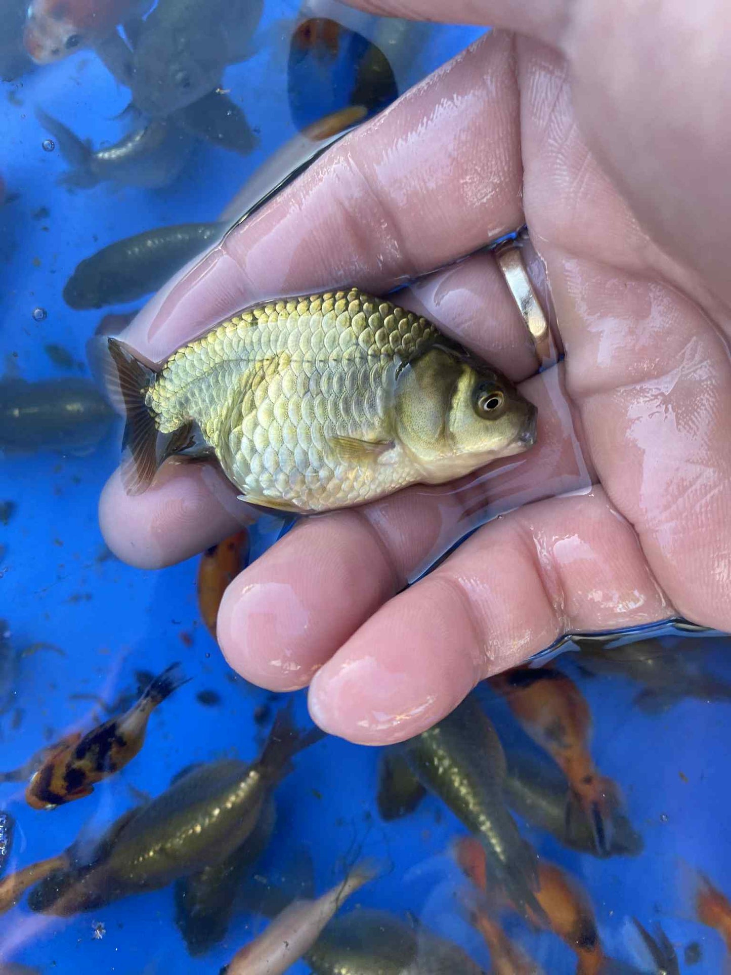 PET grade Ranchu Baby 1-1.5 inch 25 fish