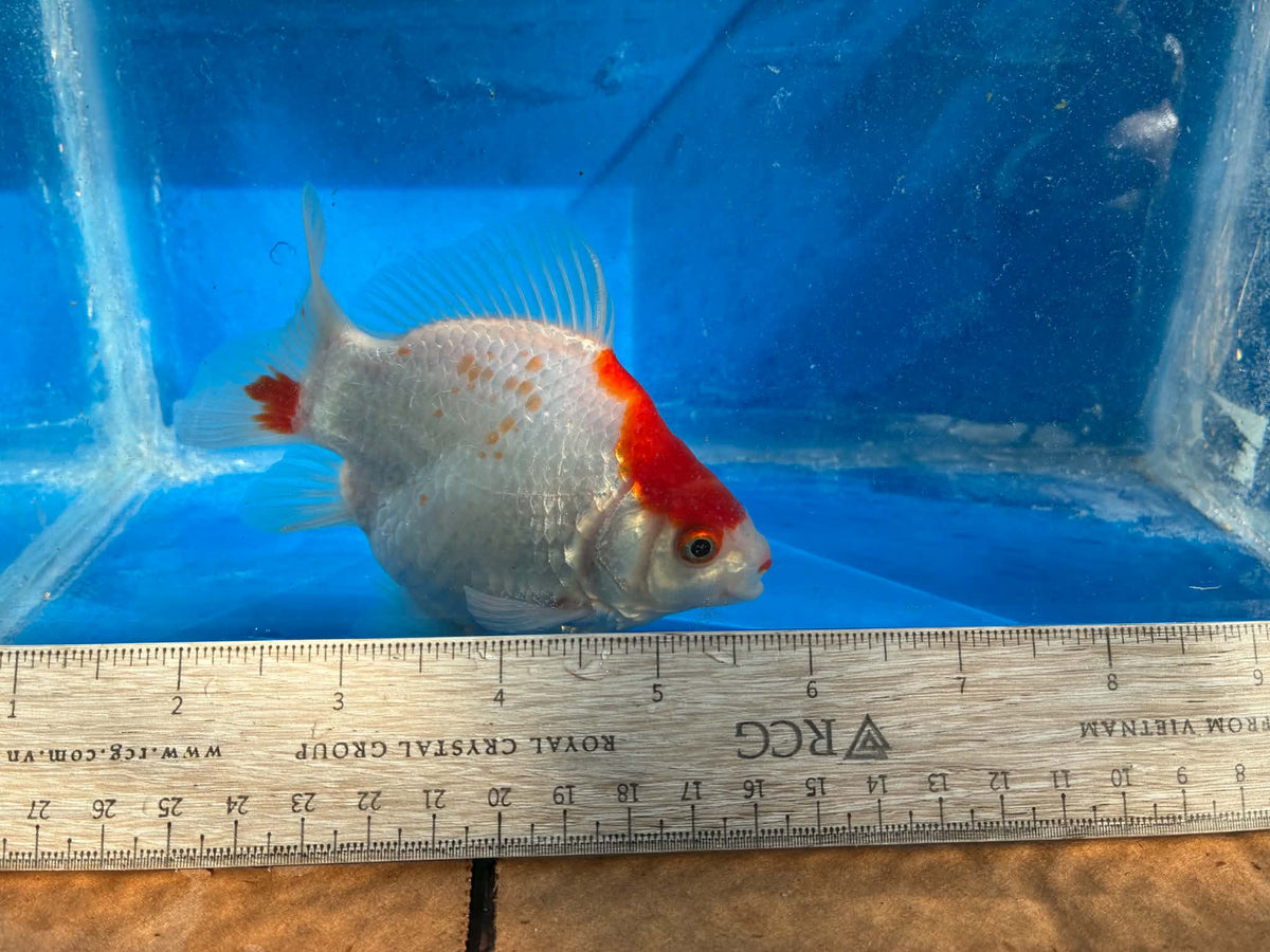 Red White Tamasaba Goldfish 4-5 inch A