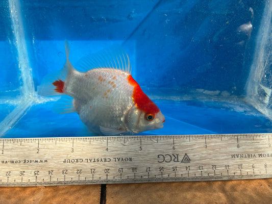 Red White Tamasaba Goldfish 4-5 inch A