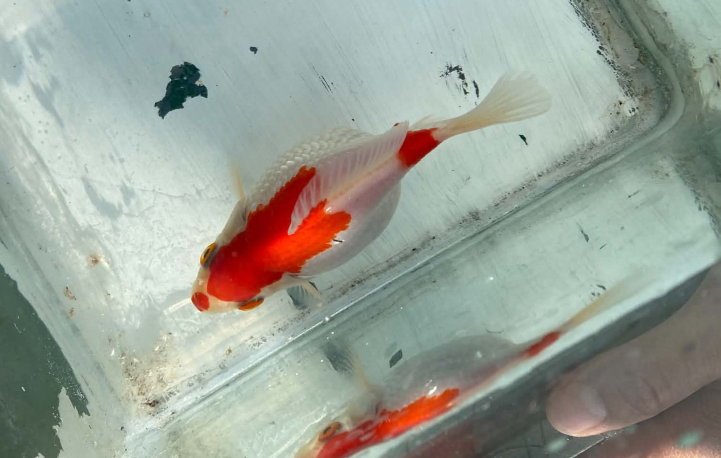 Jumbo Tamasaba 1 Year Old B