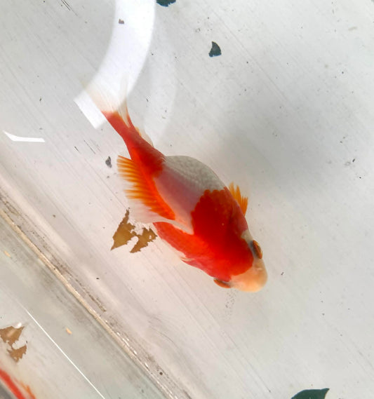Red/white Tamasaba Goldfish G