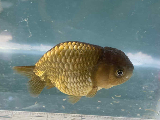 Grey Ranchu 6 months old B