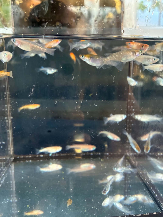 10 Japanese Rice Fish Medaka (Mixed)
