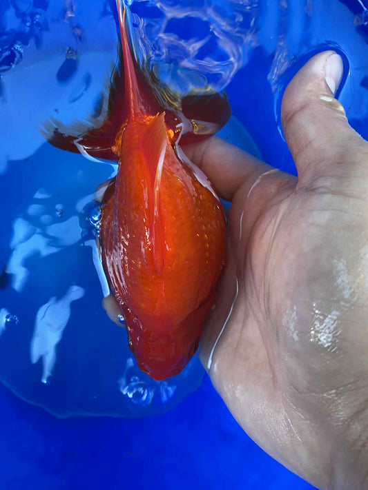 Hydrid Ryukin Goldfish B