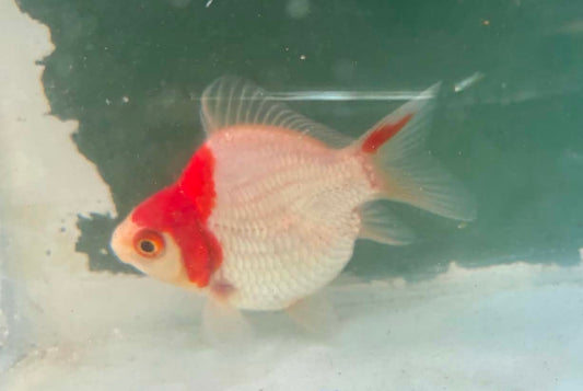 Tosai Tamasaba 1 Yr Old K