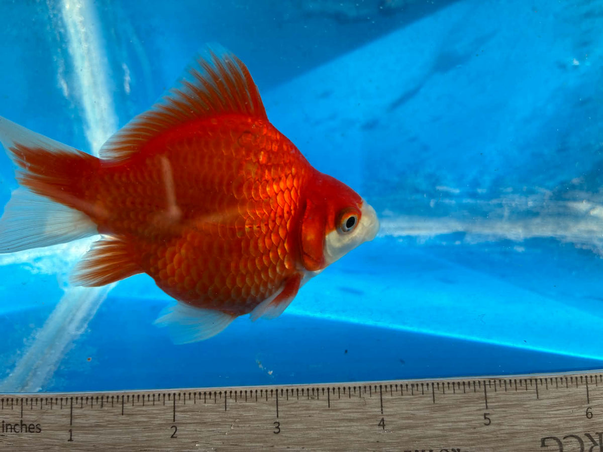 Red White Tamasaba Goldfish 3-4 Inch K